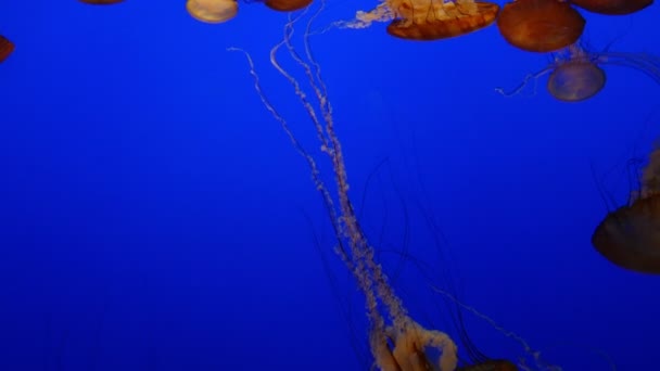 Jellyfish Ειρηνικού Θάλασσα Τσουκνίδα Μπλε Φόντο Κολύμβηση Υποβρύχιο Ωκεανό — Αρχείο Βίντεο
