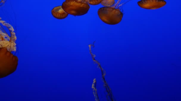 Jellyfish Ειρηνικού Θάλασσα Τσουκνίδα Μπλε Φόντο Κολύμβηση Υποβρύχιο Ωκεανό — Αρχείο Βίντεο