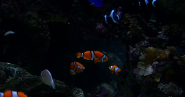 Πλάνα Από Κοντινό Πλάνο Του Clownfish Amphiprioninae Anemonefish — Αρχείο Βίντεο