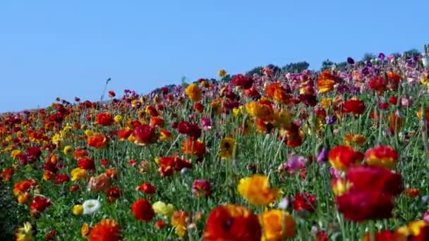 Perzische Buttercup Bloemen Dolly Orange Red — Stockvideo