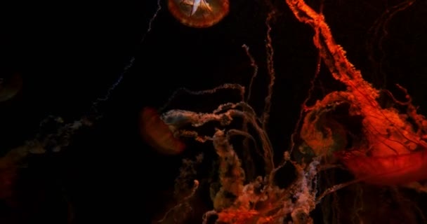 Medusas Ortiga Del Mar Pacífico Nadar Océano Submarino — Vídeos de Stock