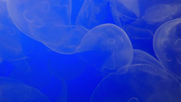 Księżyc Meduza Niebieskie Tło Pływanie Podwodnym Oceanie — Wideo stockowe