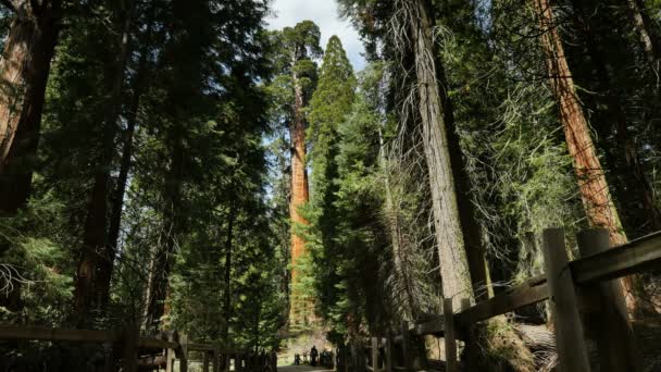 セコイアの森グラントグローブキングスキャニオン国立公園カリフォルニア — ストック動画