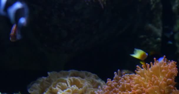 Zbliżenia Materiału Filmowego Clownfish Amphiprioninae Anemonefish — Wideo stockowe