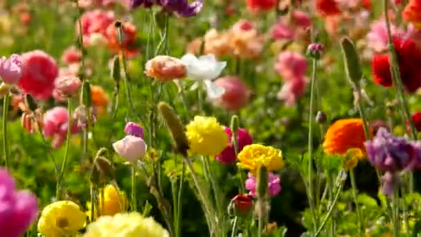 Persiska Buttercup Blommor Dolly Gul Orange Röd Och Lila — Stockvideo