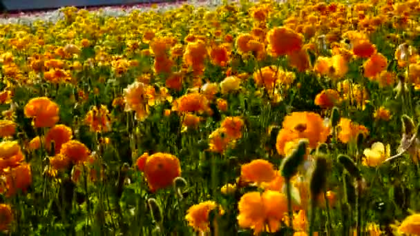 Persiska Buttercup Flower Field Närbild Kalifornien Usa Orange Gul — Stockvideo