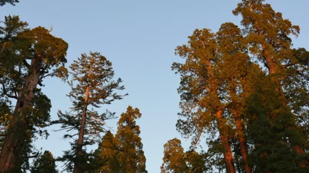 Sequoia Forest Time lapse Sunset Grant Grove Kings Canyon National Park Californie