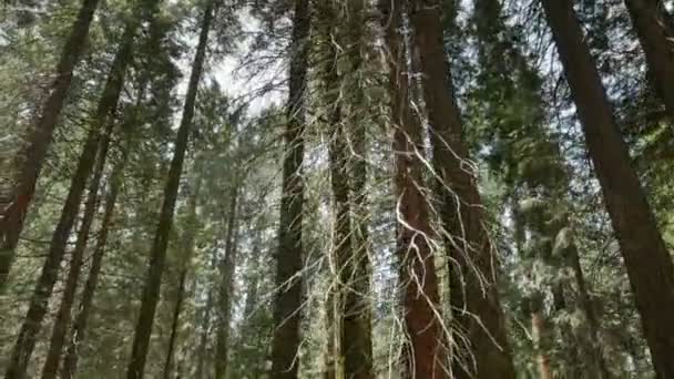 Sequoia Forest Grant Grove Kings Canyon National Park California Handy — Video