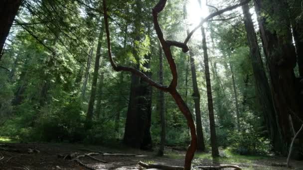 红杉森林日出3轴心国多利圣克鲁斯加州美国左边 — 图库视频影像