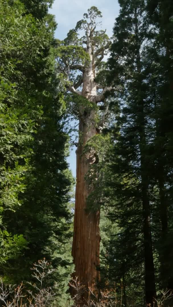 Plan Vertical Forêt Séquoias Parc National Grant Grove Kings Canyon — Video