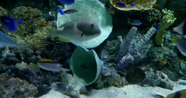 Imágenes Escénicas Tropical Fish Underwater — Vídeo de stock