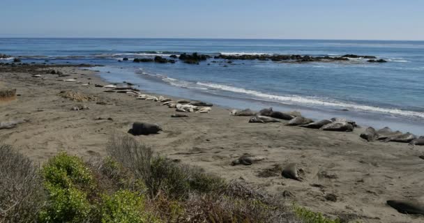 位于加利福尼亚州圣西蒙市San Piedras Blancas Rookery的大象印章 — 图库视频影像