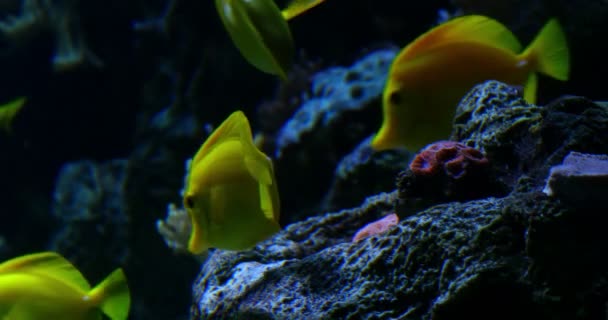 Imágenes Escénicas Tropical Fish Underwater — Vídeo de stock