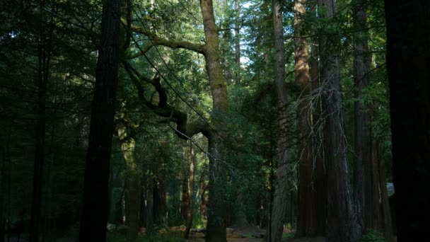 Redwood Forest Axis Dolly Santa Cruz California Usa Morning — Video Stock