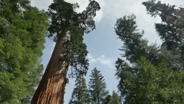 セコイアの森の時間の経過一般的なグラントツリーが雲を傾ける — ストック動画