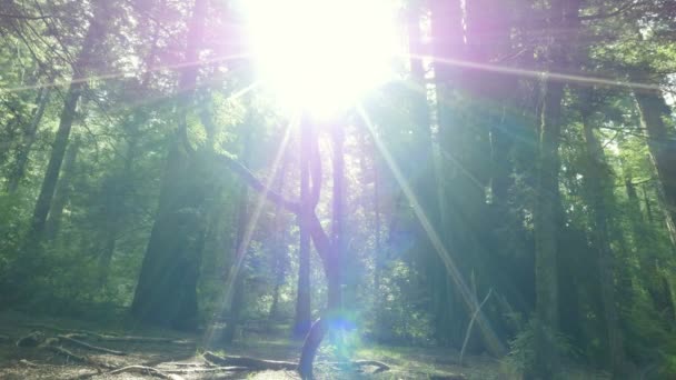 Redwood Forest Sunrise Axis Dolly Santa Cruz California Usa Right — 비디오