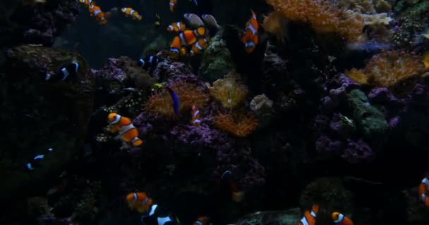 Zbliżenia Materiału Filmowego Clownfish Amphiprioninae Anemonefish — Wideo stockowe