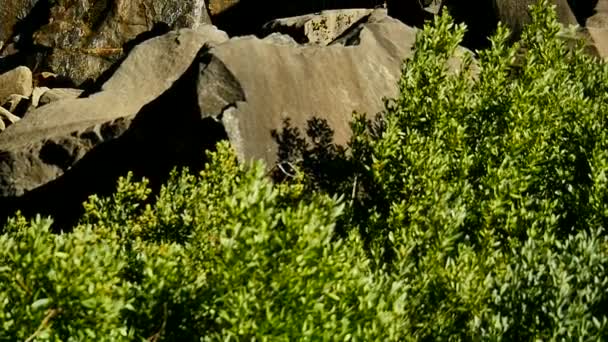 Yosemite National Park Bridalvet Fall 96Fps Tilt Slow Motion Καταρράκτες — Αρχείο Βίντεο