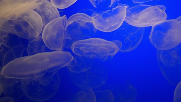 Bulan Jellyfish Biru Latar Belakang Berenang Samudera Bawah Air — Stok Video