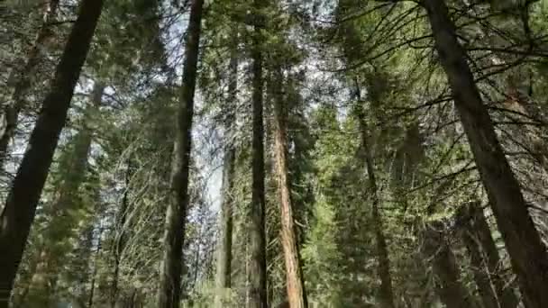 Sequoia Forest Grant Grove Kings Canyon National Park California Handy — стокове відео