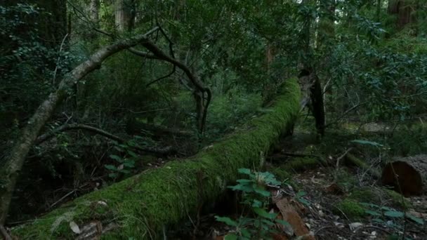 Redwood Forest Axis Dolly Santa Cruz California Usa Daytime Right — Stock Video