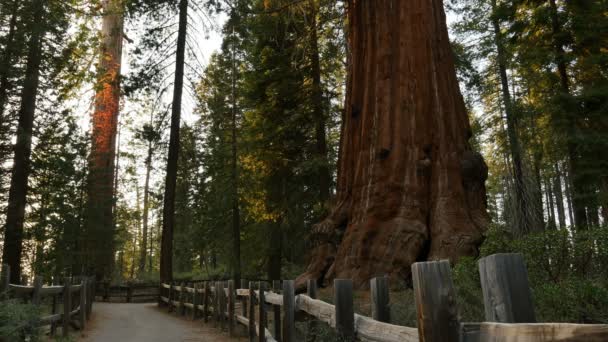 Sequoia Forest Grant Grove Kings Canyon Nemzeti Park Kalifornia Sunset — Stock videók
