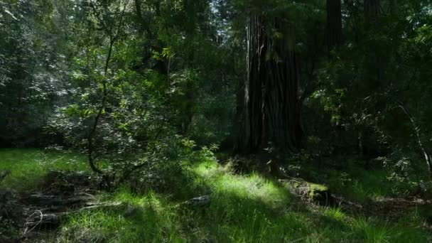 Redwood Forest Eixo Dolly Santa Cruz Califórnia Eua Manhã Certo — Vídeo de Stock