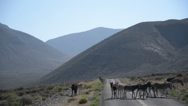 Burros Údolí Smrti Národní Park Stádo Divokých Oslů Blokování Silnice — Stock video