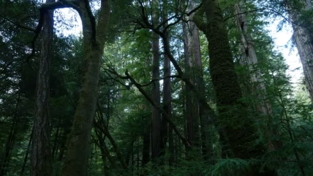 Redwood Forest Axis Dolly Santa Cruz California Утром Слева — стоковое видео