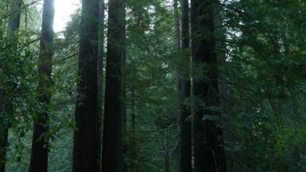Redwood Forest Axis Dolly Santa Cruz Kalifornien Usa Morgon Tillbaka — Stockvideo