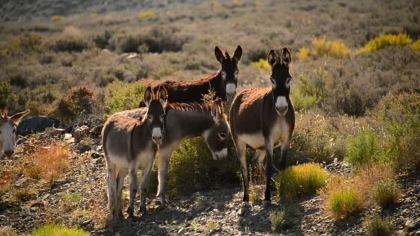 Burros Parque Nacional Del Valle Muerte Herd Wild Donkey California — Vídeos de Stock