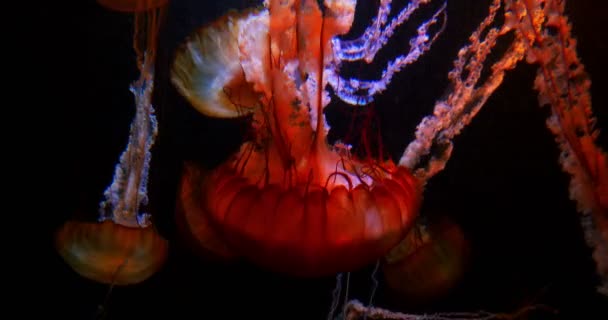 Jellyfish Ειρηνικού Θάλασσα Τσουκνίδα Κολύμβηση Υποβρύχιο Ωκεανό — Αρχείο Βίντεο