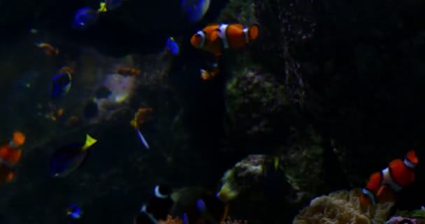 Zbliżenia Materiału Filmowego Clownfish Amphiprioninae Anemonefish — Wideo stockowe