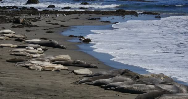 Elephant Seals San Piedras Blancas Rookery San Simeon California — Stock Video