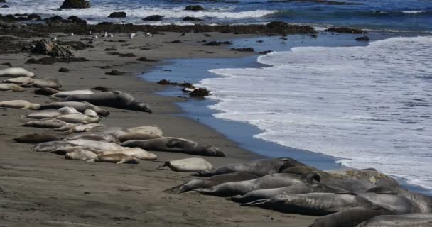 Sloní Tuleni San Piedras Blancas Rookery San Simeon California — Stock video