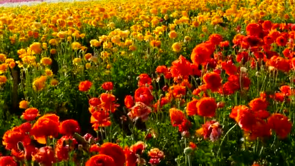 Perzische Buttercup Flower Field Closeup Californië Verenigde Staten Oranje Geel — Stockvideo