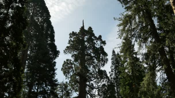 Forêt Séquoias Nuages Temps Grant Grove Kings Canyon National Park — Video