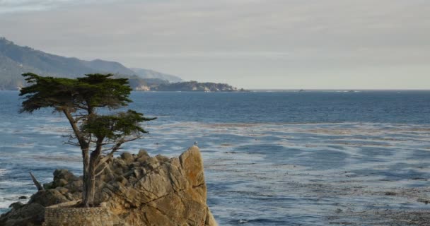 Yalnız Cypress Kapanış Günbatımı Okyanusu Monterey California Mil Yol — Stok video