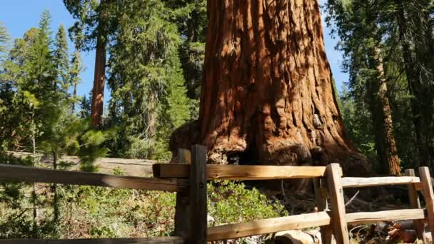 セコイアの森ドリー グラントグローブ キングスキャニオン国立公園カリフォルニア — ストック動画