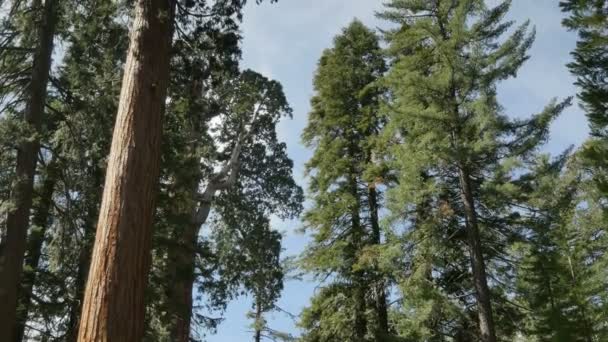 Sequoia Ormanı Hızla Hızlanan Genel Grant Ağacı Bulutları Yana Yatırdı — Stok video