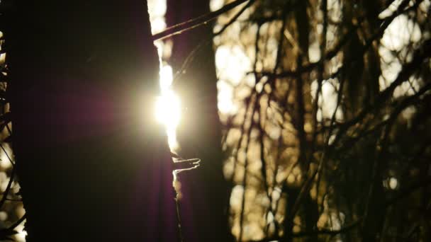 Yosemite National Park Forest Sunlight Sunset Time Lapse California — Vídeo de stock