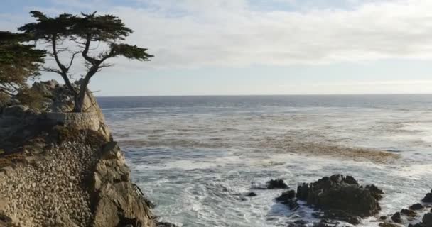 Ensam Cypress Tilt Sunset Ocean Miles Kör Monterey Kalifornien — Stockvideo