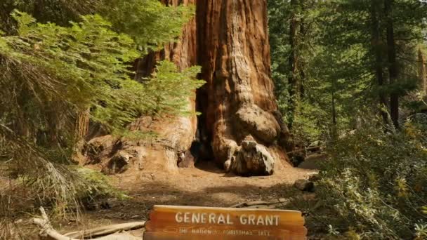 Sequoia Ormanı Dolly Generali Grant Tree Kralları Kanyonu Ulusal Parkı — Stok video