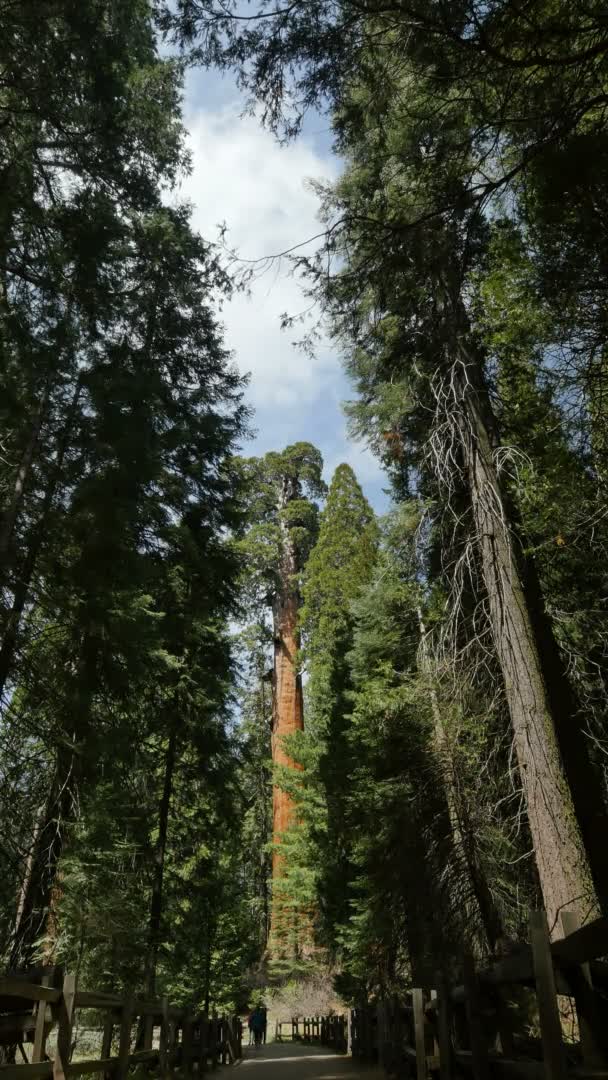 Sequoia Forest Függőleges Lövés Grant Grove Kings Canyon Nemzeti Park — Stock videók