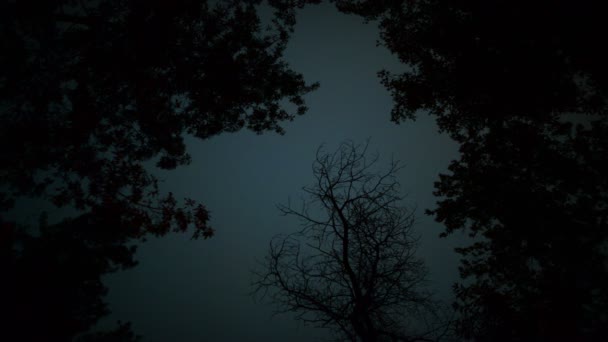 美国南加州的红杉森林夜空雾与星空飞散 — 图库视频影像