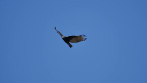 Turquie Vulture Slow Motion 96fps Big Sur California Gros plan