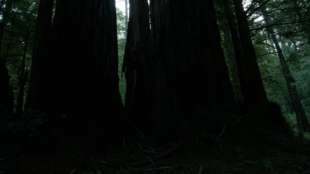 Redwood Forest Eixo Dolly Santa Cruz Califórnia Eua Manhã Certo — Vídeo de Stock