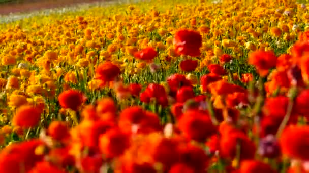 Perzische Buttercup Flower Field Closeup Californië Verenigde Staten Oranje Geel — Stockvideo