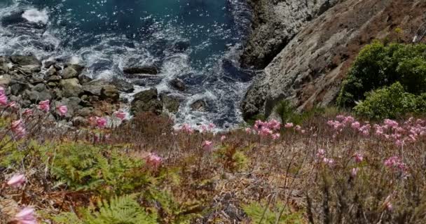 美国加利福尼亚Mcway湾悬崖边的大苏尔野粉色花 — 图库视频影像