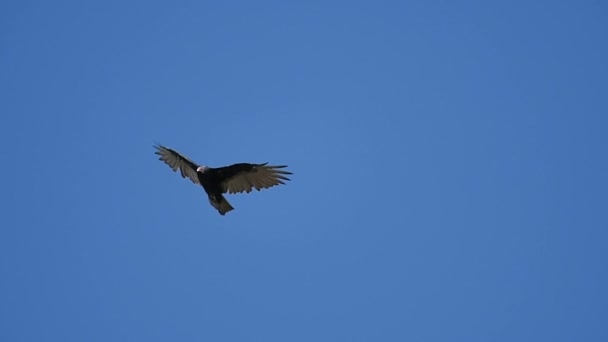 Turkiet Vulture Slow Motion 96Fps Big Sur Kalifornien — Stockvideo